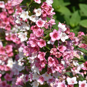 Czechmark Trilogy&reg; Weigela flowers
