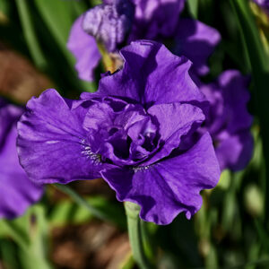 Kaboom Siberian Iris flowers