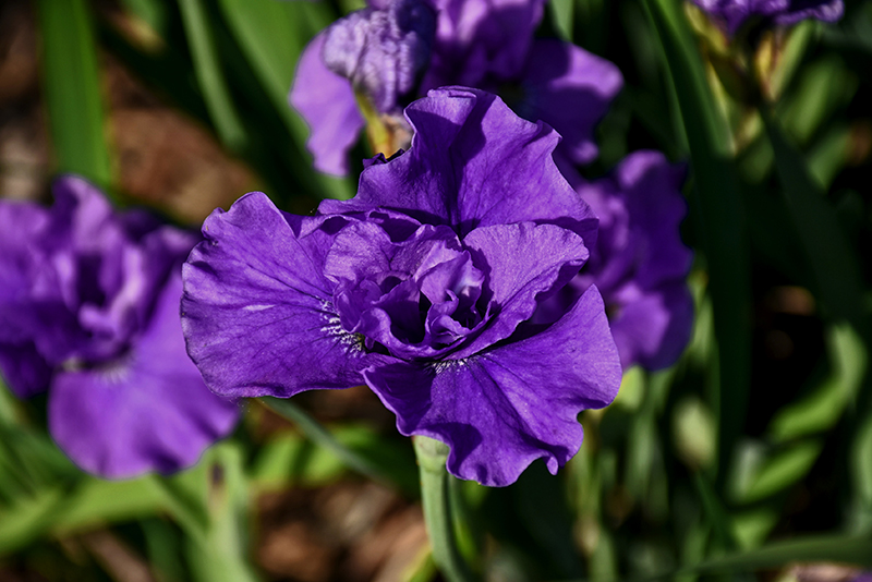Kaboom Siberian Iris flowers