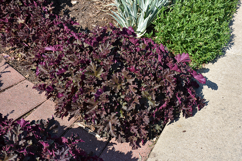 Purple Petticoats Coral Bells