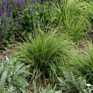 Autumn Moor Grass