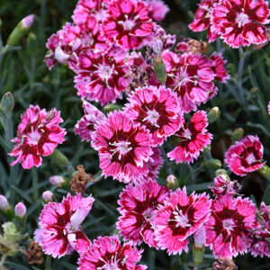 Star Single&trade; Superstar Pinks flowers