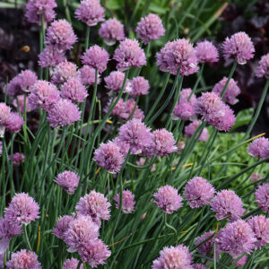 Forescate Chives flowers