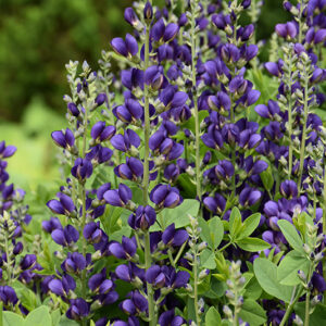 Decadence&reg; Sparkling Sapphires False Indigo flowers