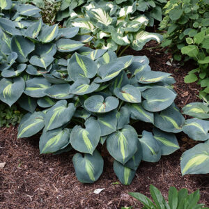 Touch Of Class Hosta