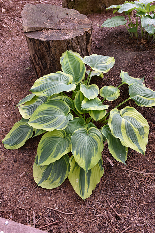 Earth Angel Hosta