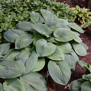Blue Angel Hosta