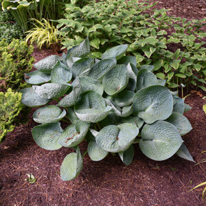 Love Pat Hosta