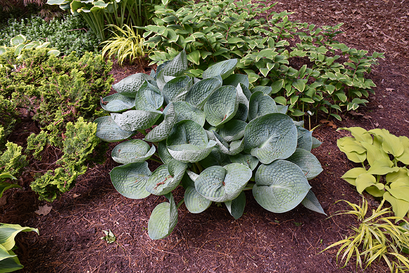 Love Pat Hosta