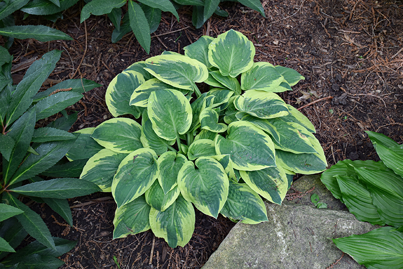 Bedazzled Hosta