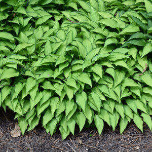 Twist Of Lime Hosta