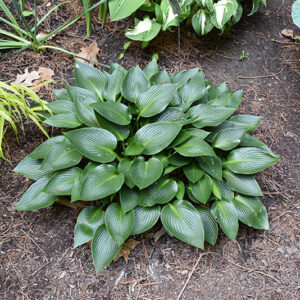 Devon Green Hosta