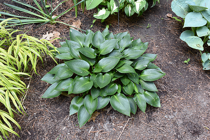 Devon Green Hosta