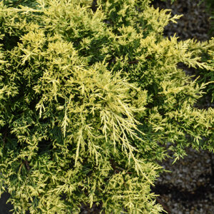Sea Of Gold Juniper foliage