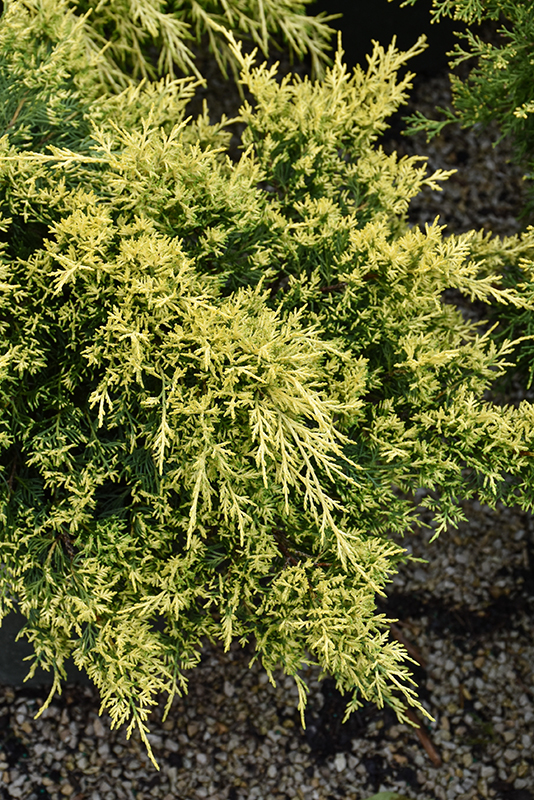Sea Of Gold Juniper foliage