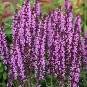 Pink Profusion Meadow Sage flowers