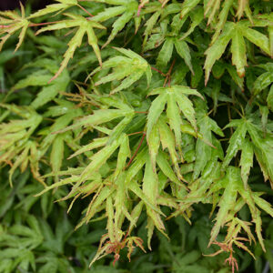 Eagle's Claw Japanese Maple foliage