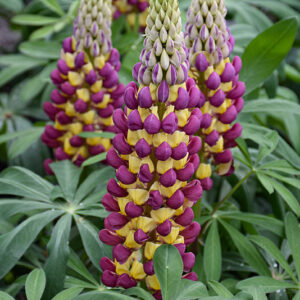 Westcountry&trade; Manhattan Lights Lupine flowers