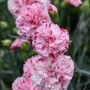 Devon Cottage&trade; Pinball Wizard Pinks flowers
