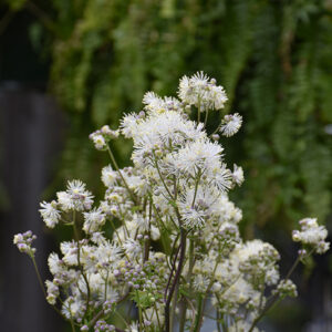 Nimbus&trade; White Meadow Rue flowers
