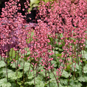 Paris Coral Bells flowers