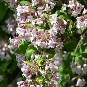 Beautybush flowers