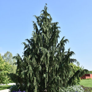 Weeping Nootka Cypress