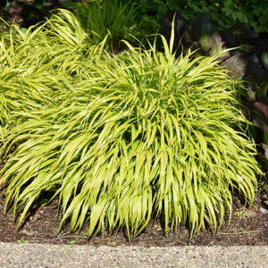 All Gold Hakone Grass