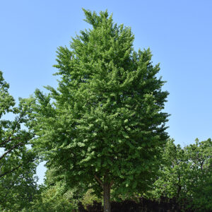 Ginkgo