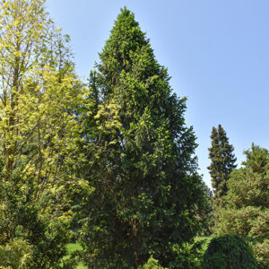 Columnar Norway Spruce