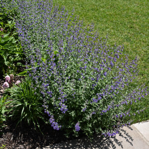 Blue Wonder Catmint in bloom