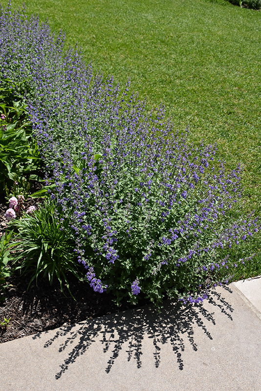 Blue Wonder Catmint in bloom