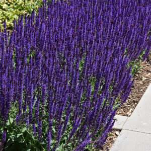 Caradonna Sage in bloom