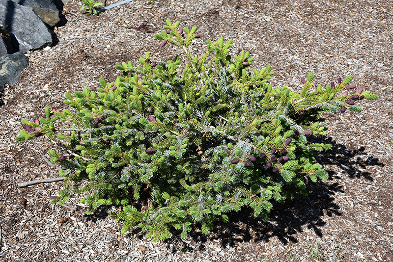 Howell's Dwarf Tigertail Spruce