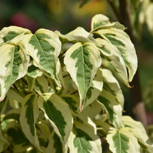 Summer Fun Chinese Dogwood foliage