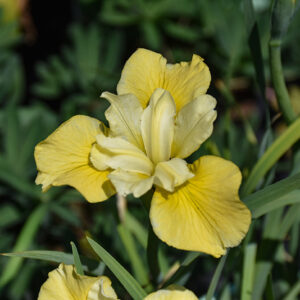Sunfisher Siberian Iris flowers