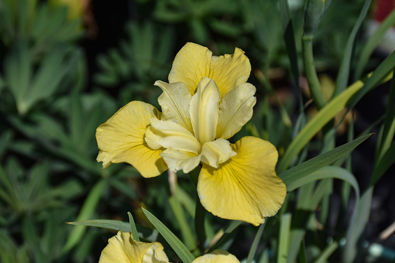 Sunfisher Siberian Iris flowers