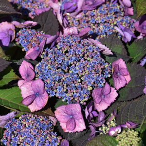 Tuff Stuff Top Fun&reg; Hydrangea flowers