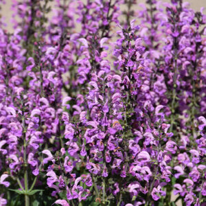 Color Spires&reg; Back to the Fuchsia Sage flowers