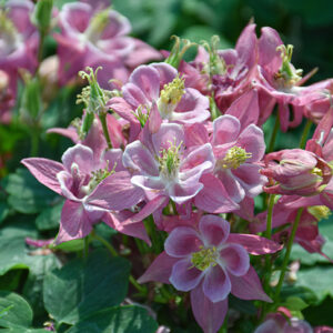 Winky Rose Columbine flowers