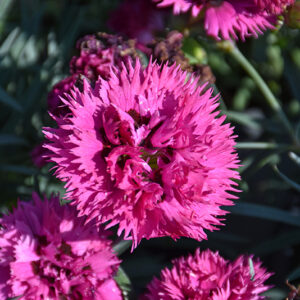Fruit Punch&reg; Spiked Punch Pinks flowers