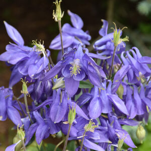 Alpine Columbine flowers