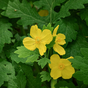 Celandine Poppy flowers