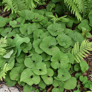 Canadian Wild Ginger