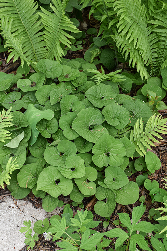 Canadian Wild Ginger
