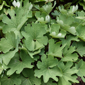 Bloodroot