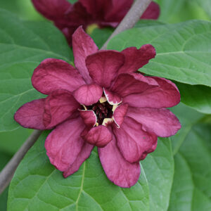 Hartlage Wine Sweetshrub flowers