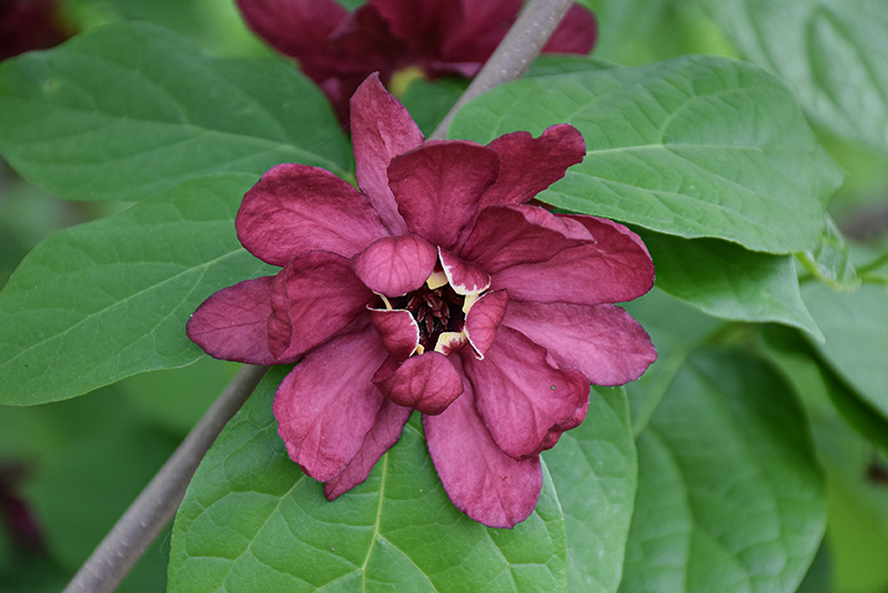 Hartlage Wine Sweetshrub flowers