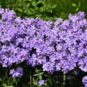 Blue Moon Phlox flowers