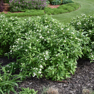 Little Rebel Dogwood in bloom
